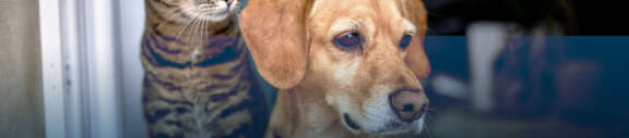 Medaille chiens