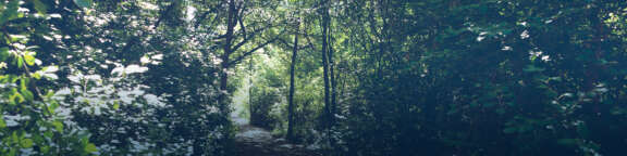 Foresterie