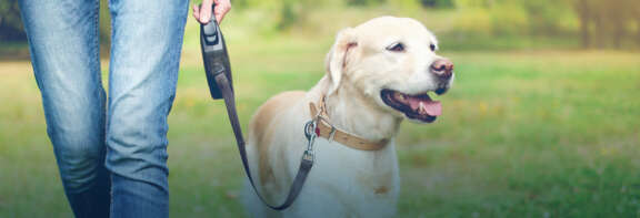 Pc chiens