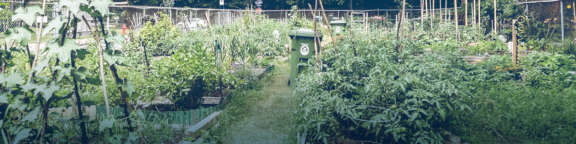 Jardin communautaire