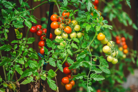 Community Planters