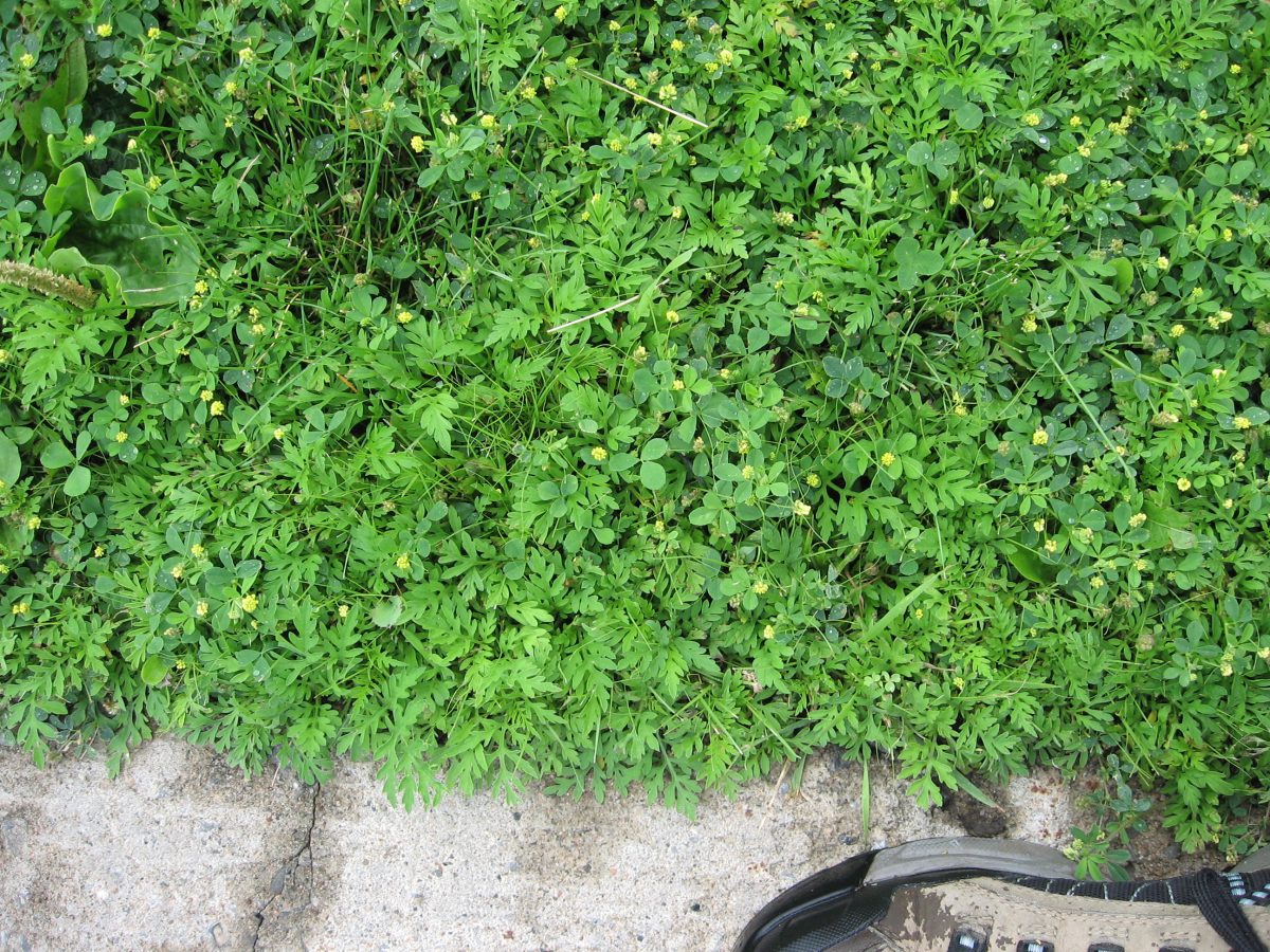 BAYC 06 06 30 05 Evaluation Herbes a poux