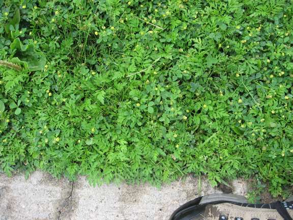 BAYC 06 06 30 05 Evaluation Herbes a poux