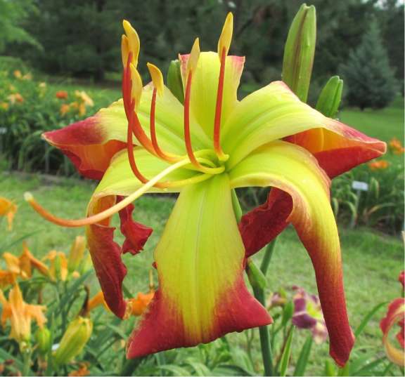 Robichaud Horticulture