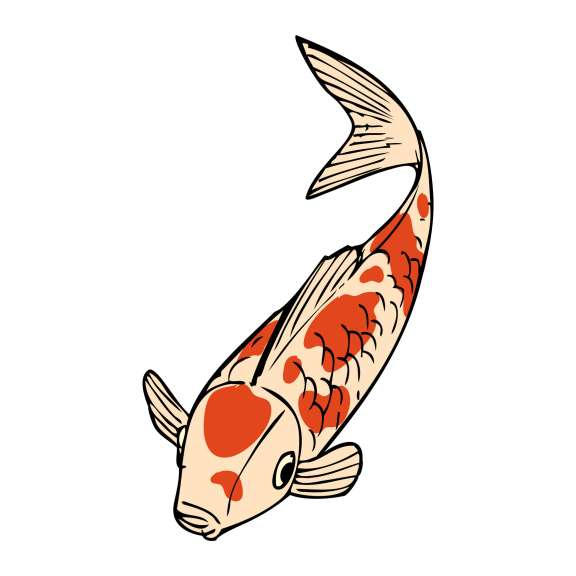 Koi