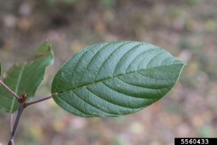 Feuille de nerprun bourdaine