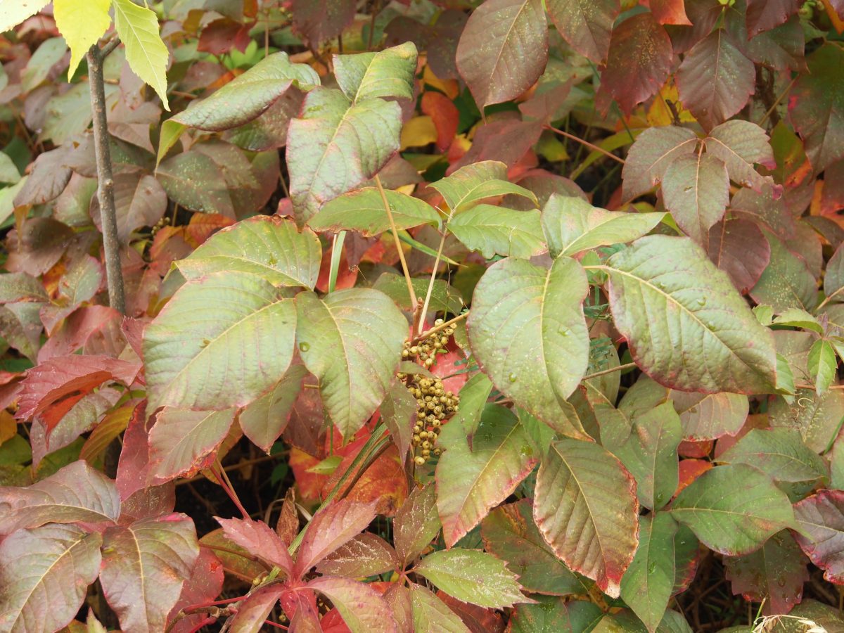 Herbe a puce Automne avec fruits 02