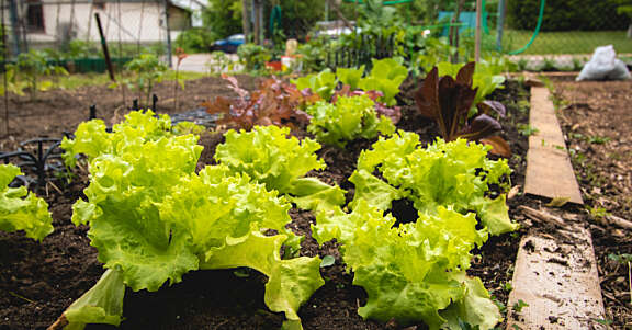 Instagram jardin communautaire 062020