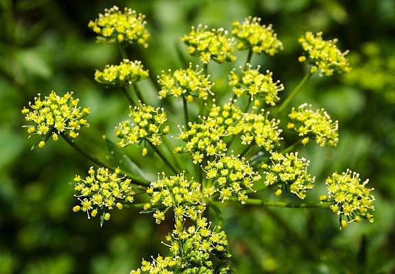 Panais sauvage jaune 448567372 1 900x626