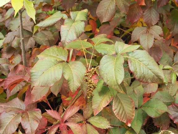 Herbe a puce Automne avec fruits 02
