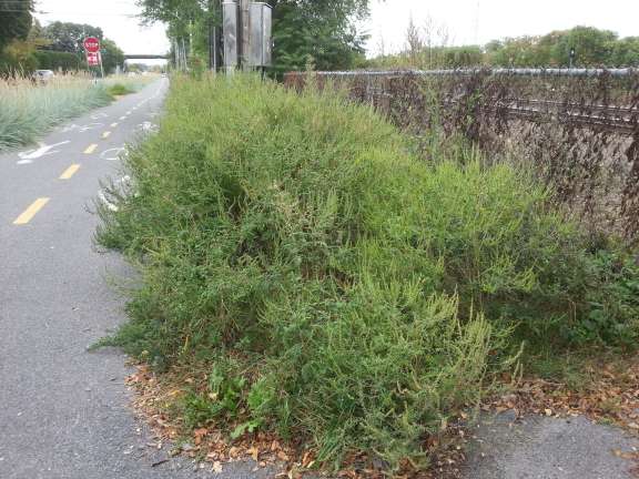 PISC DO 21 09 21 01 Herbe a poux
