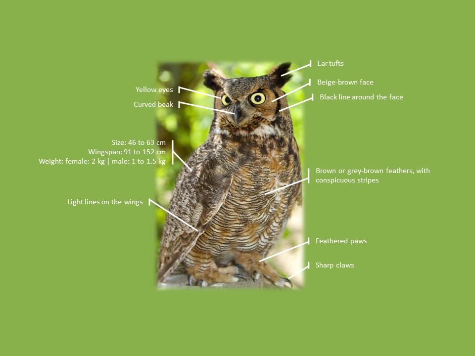 City of Pointe-Claire | Great Horned Owl in Terra-Cotta Natural Park